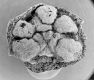 image of Perseanthus crossmanensis