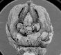 image of Perseanthus crossmanensis