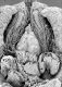 image of Perseanthus crossmanensis