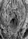 image of Perseanthus crossmanensis