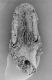 image of Perseanthus crossmanensis