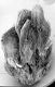 image of Perseanthus crossmanensis
