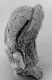 image of Perseanthus crossmanensis