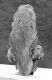 image of Perseanthus crossmanensis