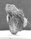 image of Perseanthus crossmanensis