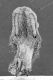 image of Perseanthus crossmanensis