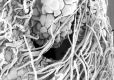 image of Perseanthus crossmanensis