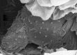 image of Perseanthus crossmanensis
