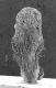 image of Perseanthus crossmanensis