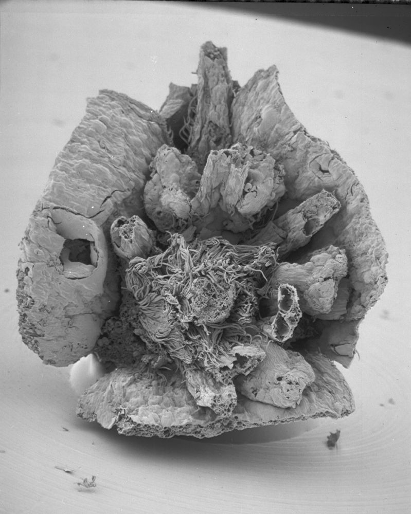 Lauraceae Perseanthus crossmanensis