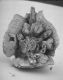 image of Perseanthus crossmanensis