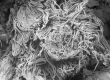 image of Perseanthus crossmanensis