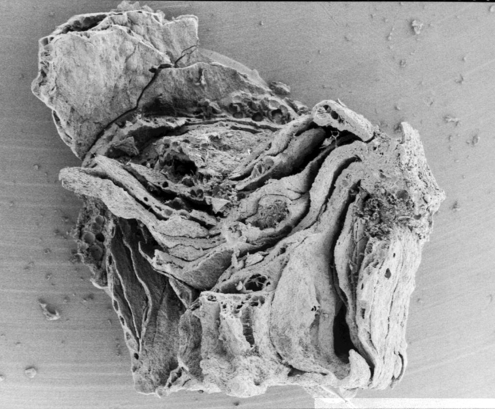 Nymphaeaceae Microvictoria svitkoana
