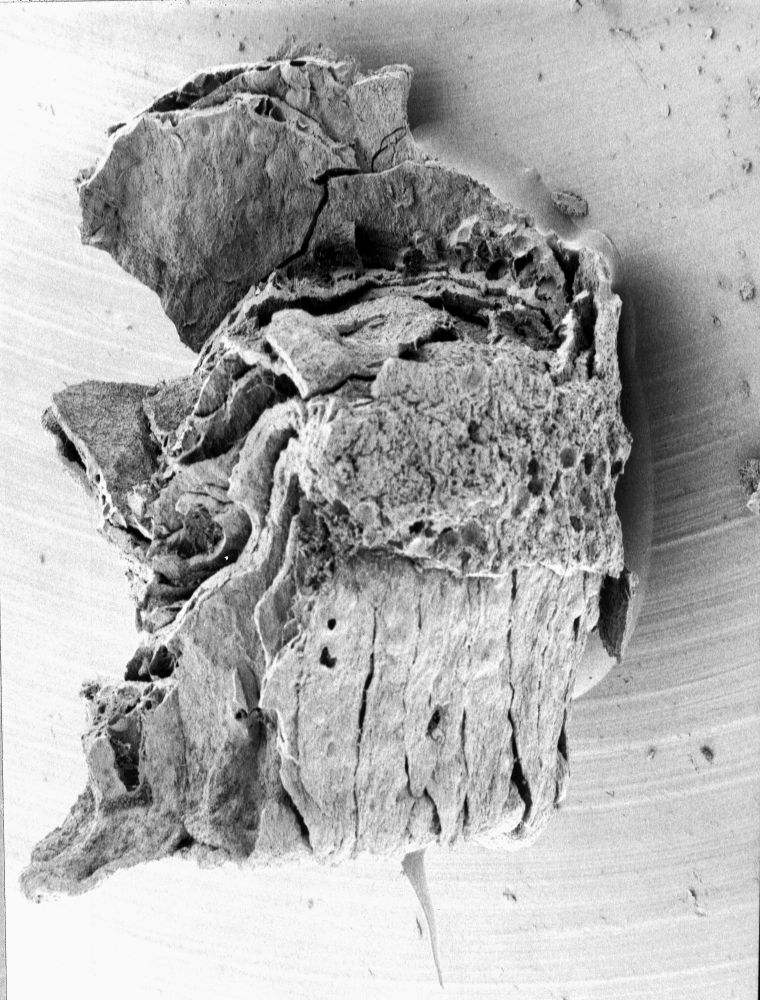 Nymphaeaceae Microvictoria svitkoana