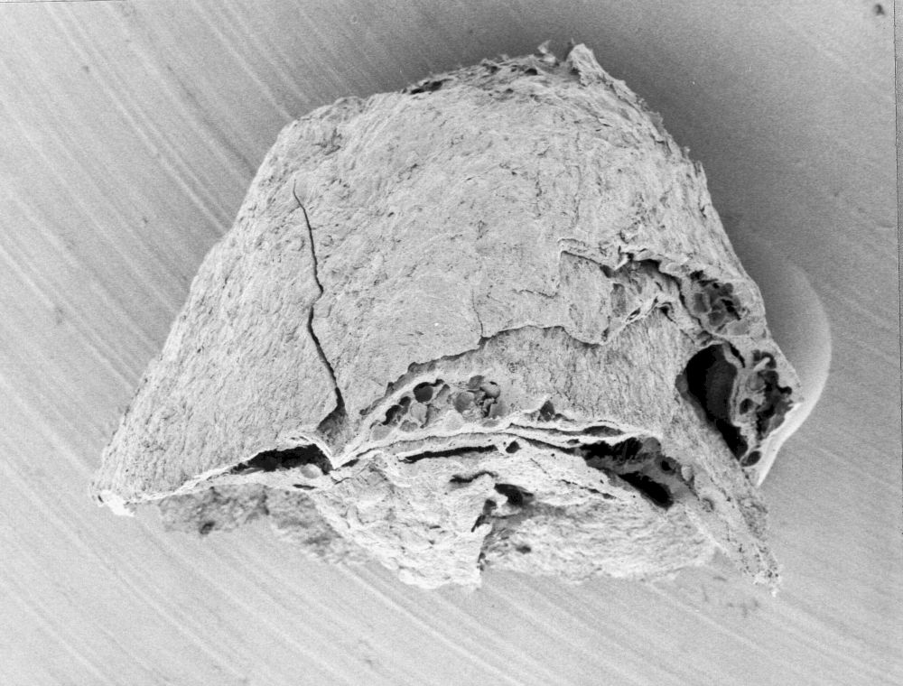 Nymphaeaceae Microvictoria svitkoana