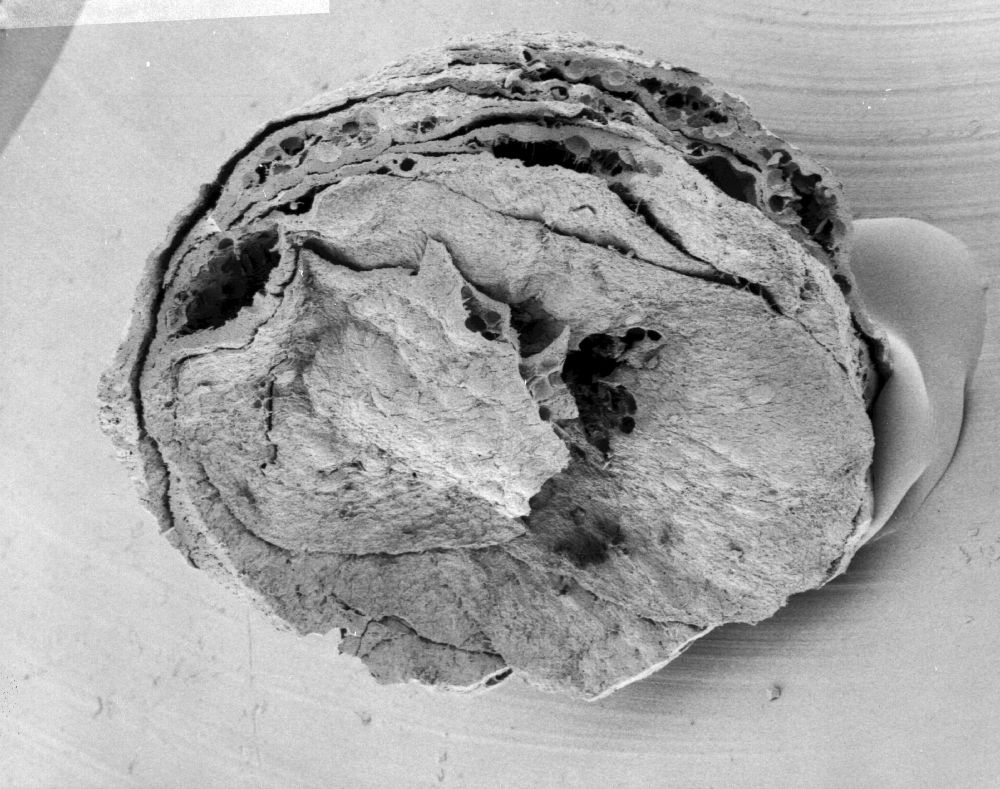Nymphaeaceae Microvictoria svitkoana