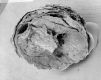 image of Microvictoria svitkoana