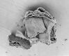 image of Microvictoria svitkoana