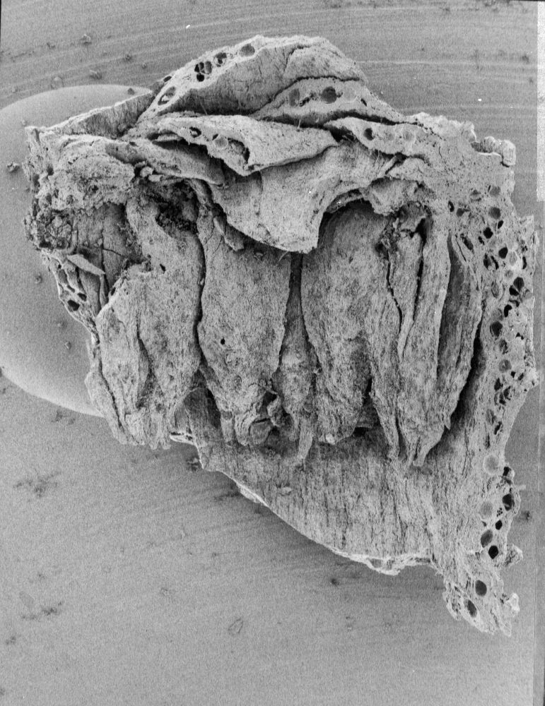 Nymphaeaceae Microvictoria svitkoana