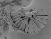 image of Microvictoria svitkoana