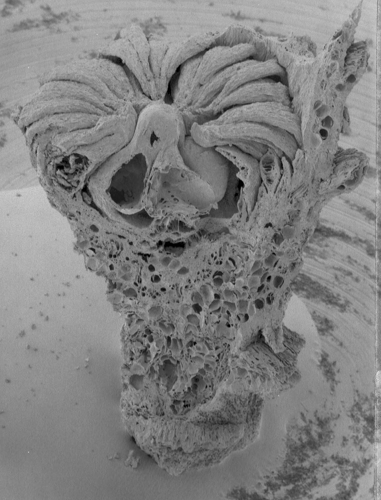 Nymphaeaceae Microvictoria svitkoana