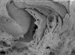 image of Microvictoria svitkoana