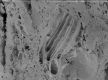 image of Microvictoria svitkoana