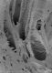 image of Microvictoria svitkoana