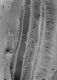 image of Microvictoria svitkoana