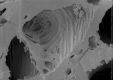 image of Microvictoria svitkoana