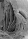 image of Microvictoria svitkoana