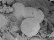 image of Microvictoria svitkoana