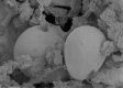 image of Microvictoria svitkoana