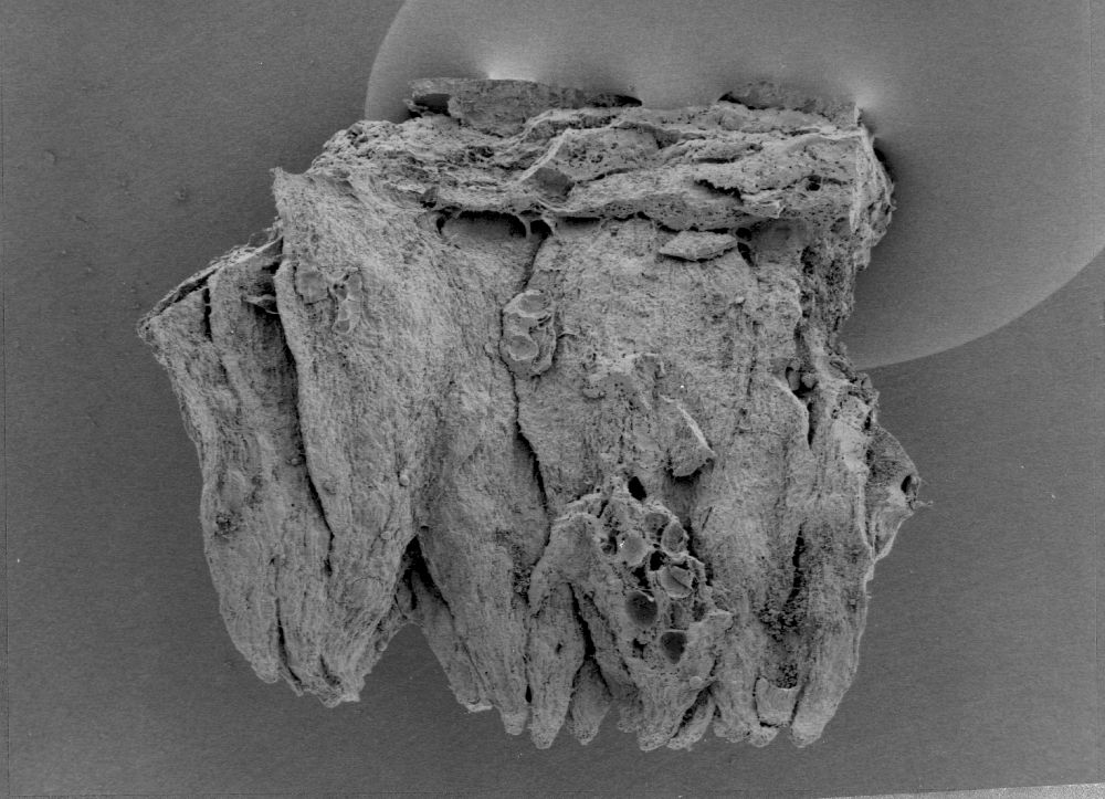 Nymphaeaceae Microvictoria svitkoana