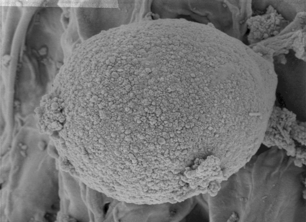 Nymphaeaceae Microvictoria svitkoana