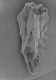 image of Microvictoria svitkoana