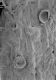 image of Microvictoria svitkoana