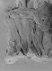 image of Microvictoria svitkoana