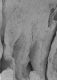 image of Microvictoria svitkoana