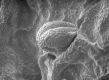 image of Paleoclusia chevalieri