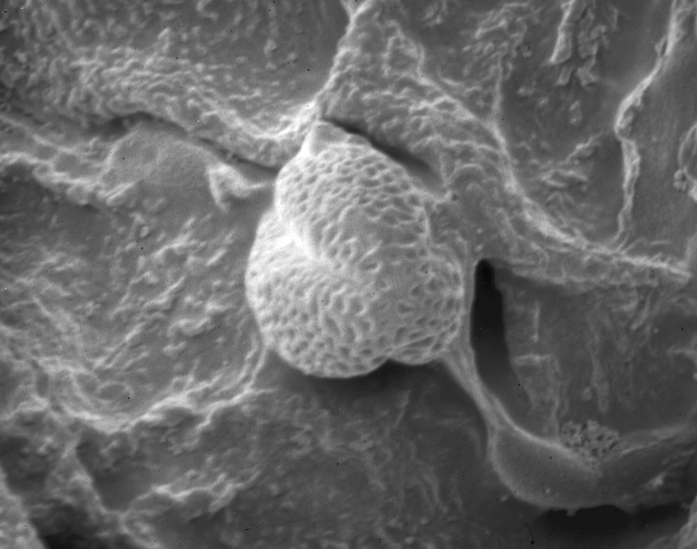 Clusiaceae Paleoclusia chevalieri