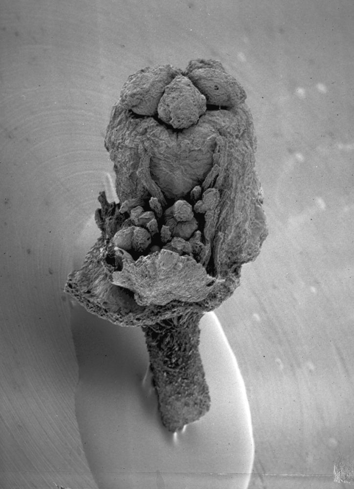 Clusiaceae Paleoclusia chevalieri