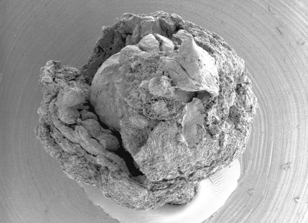 Clusiaceae Paleoclusia chevalieri