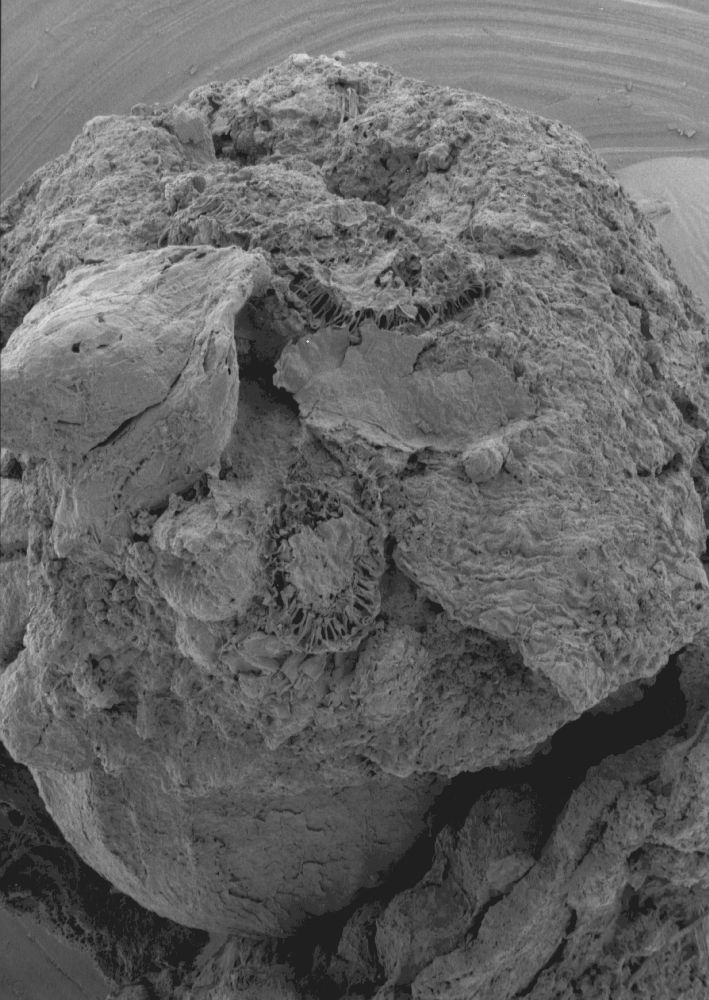 Clusiaceae Paleoclusia chevalieri