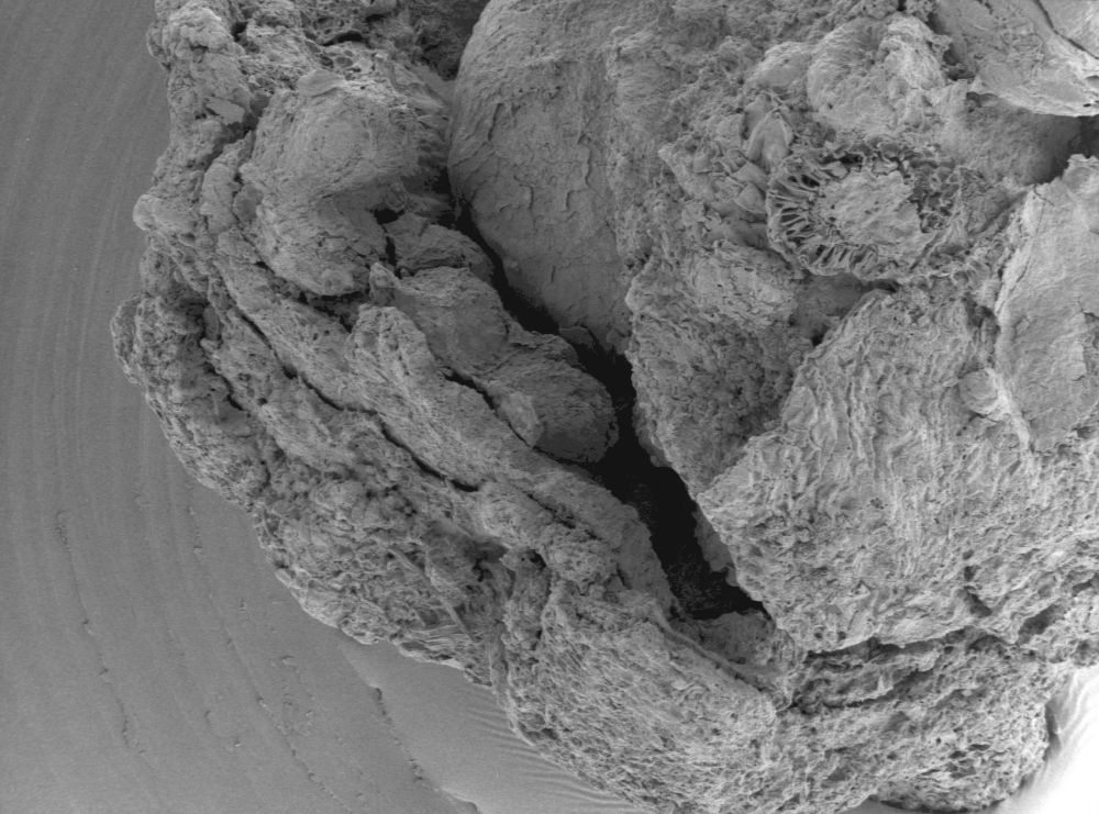 Clusiaceae Paleoclusia chevalieri