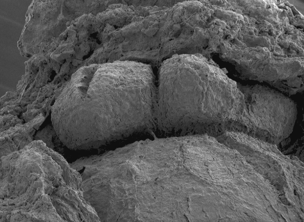 Clusiaceae Paleoclusia chevalieri