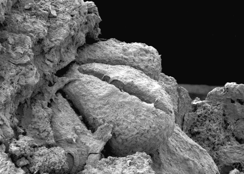 Clusiaceae Paleoclusia chevalieri