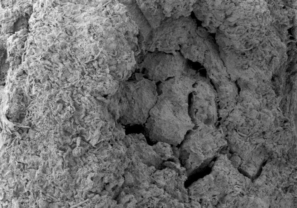 Clusiaceae Paleoclusia chevalieri