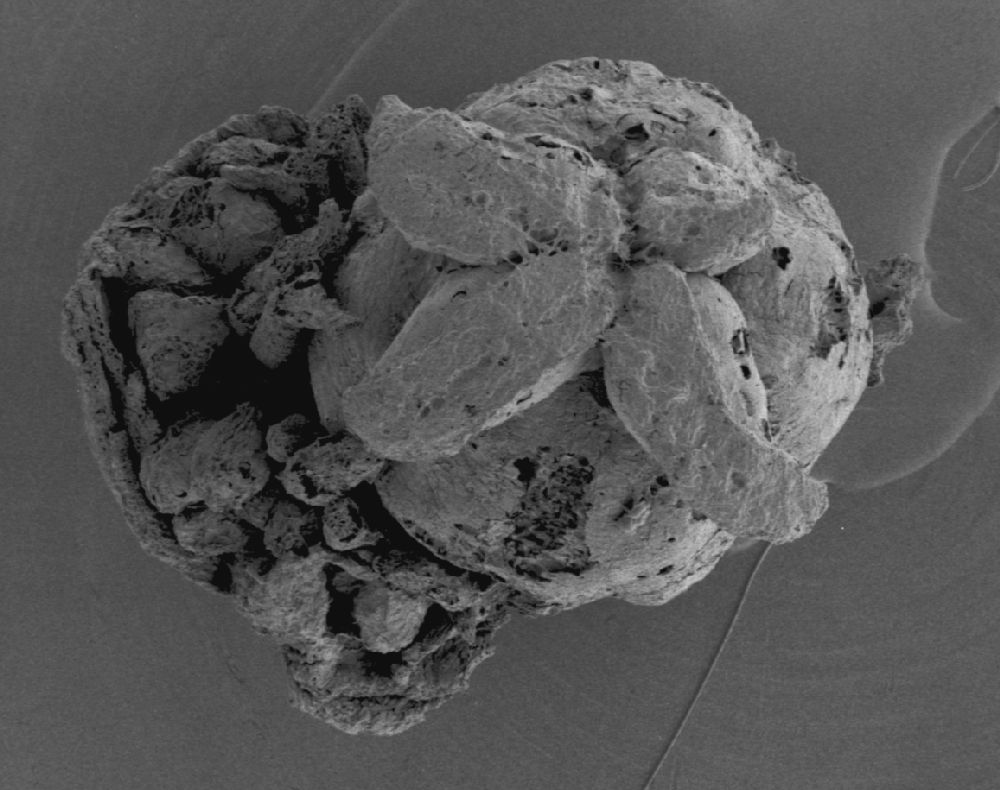Clusiaceae Paleoclusia chevalieri