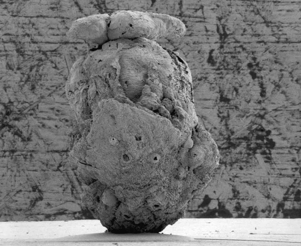 Clusiaceae Paleoclusia chevalieri